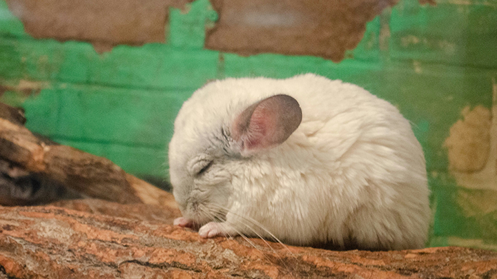 photo of white chinchilla