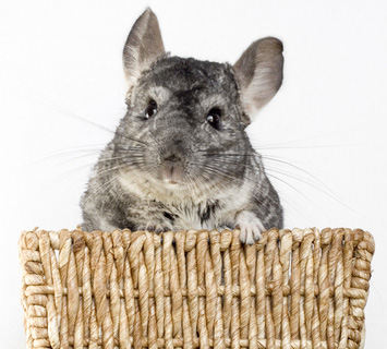 image of chinchilla