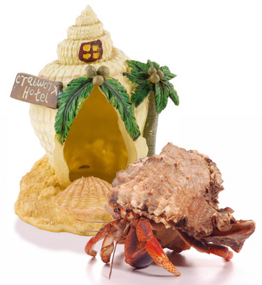 image of hermit crab