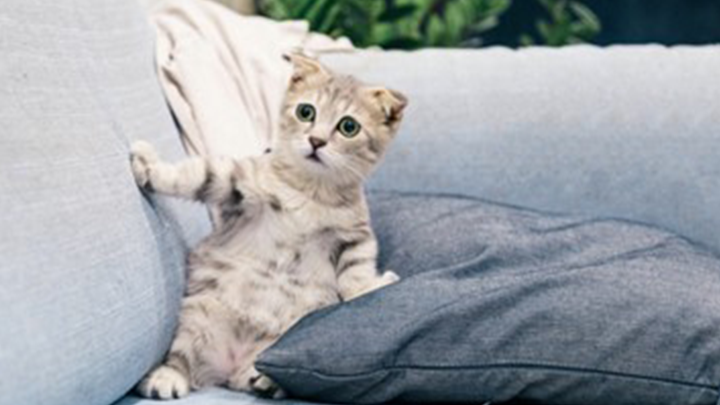 kitten on couch