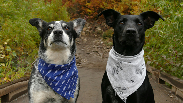 two groomed dogs in path