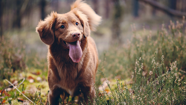 puppy walking through the woods